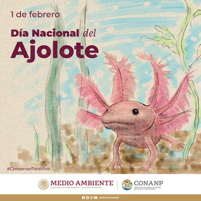 Celebración del Día Nacional del Ajolote: Un Homenaje a la Especie Endémica de México