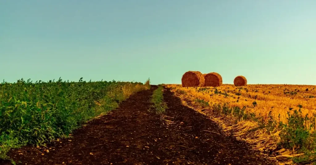 Desafíos y Oportunidades en la Agricultura Mexicana: Un Llamado a la Acción