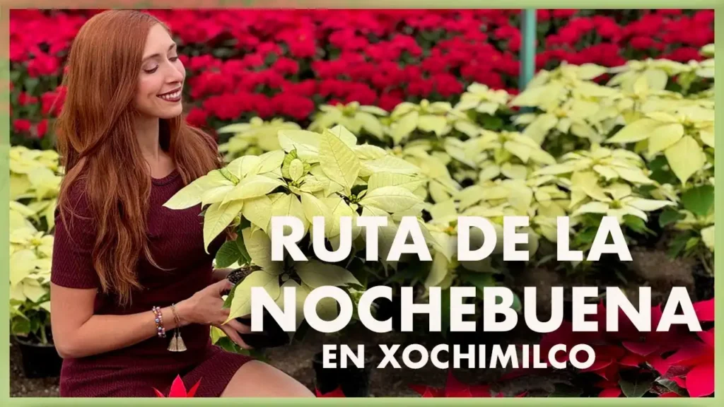 Descubre la Mágica Ruta de la Nochebuena en Xochimilco