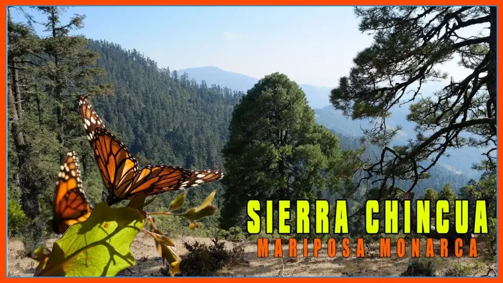Explorando los Santuarios de la Mariposa Monarca en Michoacán: Un Viaje Inolvidable