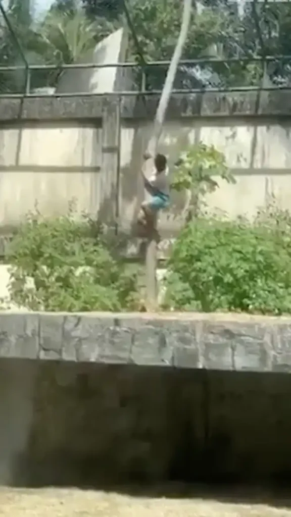 Tragedia en el Zoológico de Brasil: Hombre Muere Tras Ingresar a Jaula de Leona